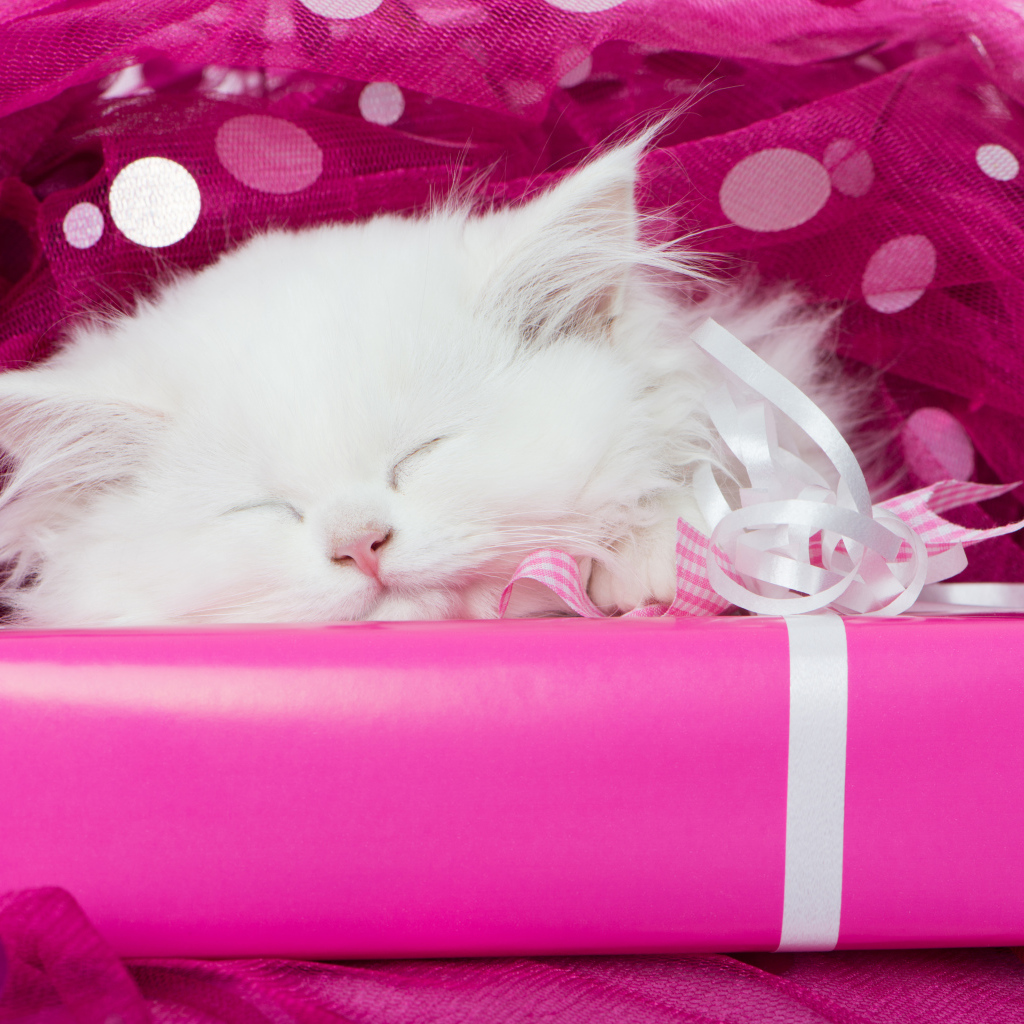 Пушистый белый котенок спит на розовой подарочной коробке