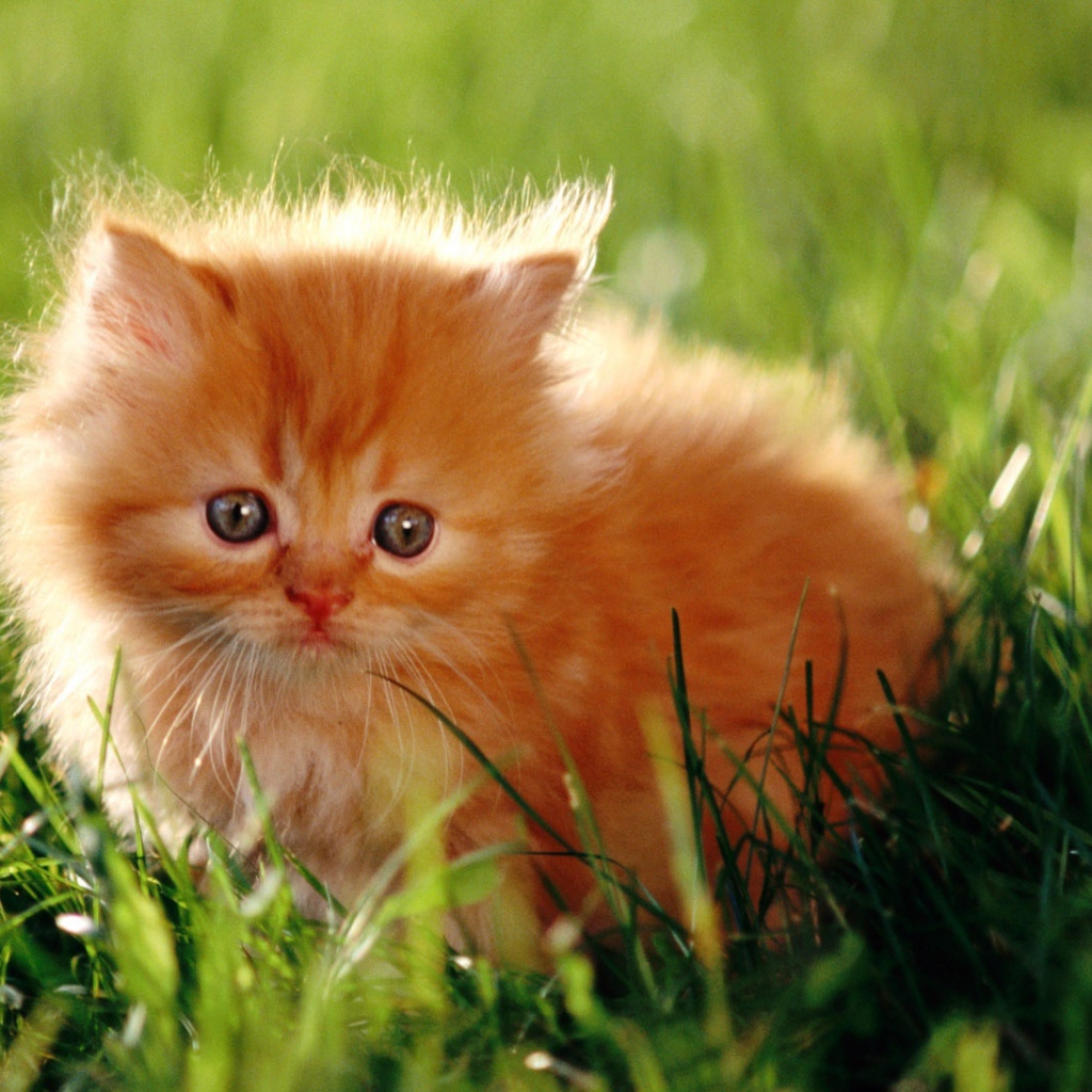 Испуганный пушистый рыжий котенок в зеленой траве
