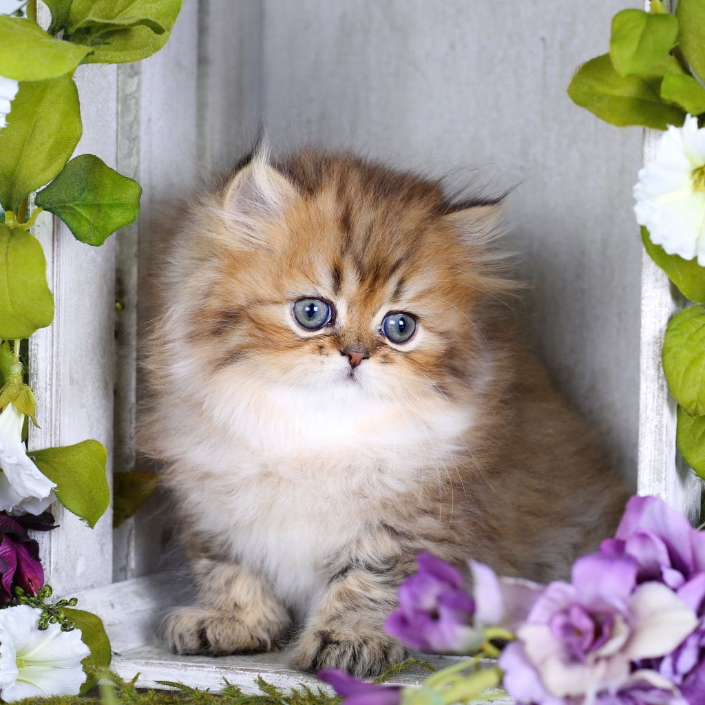 Забавный пушистый котенок с цветами