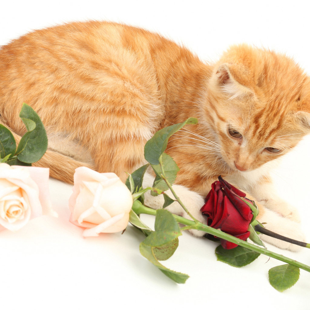 Рыжий котенок с розами на белом фоне