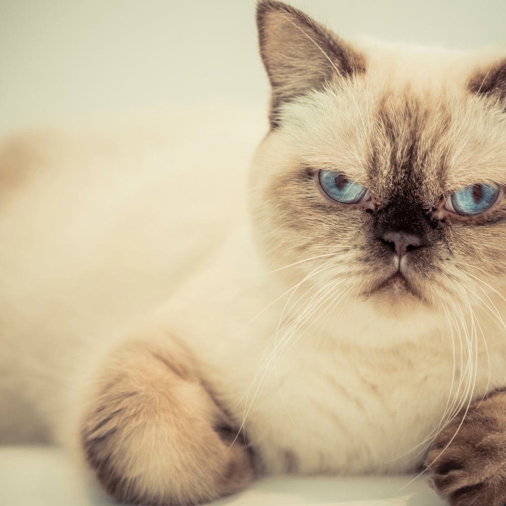 Хмурый красивый голубоглазый кот