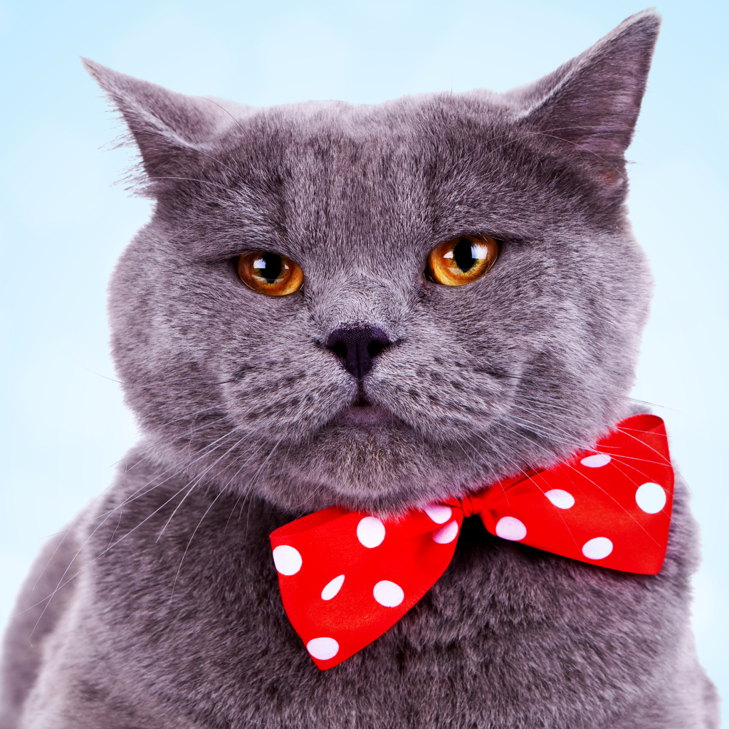 Серый британский кот с большим красным бантом в горошек