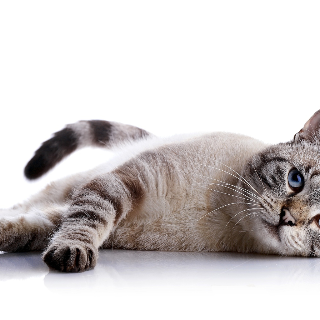 Серый голубоглазый кот на белом фоне