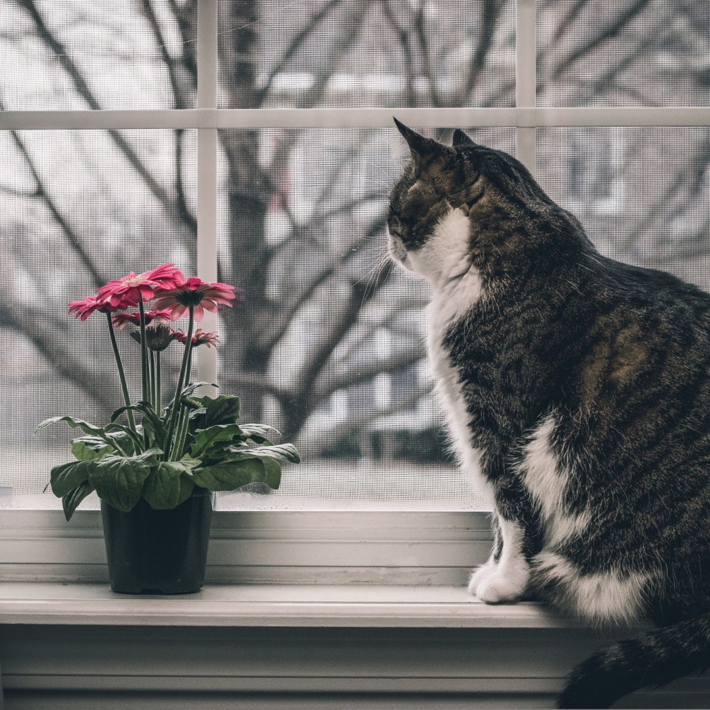 Серый кот и цветок на подоконнике 