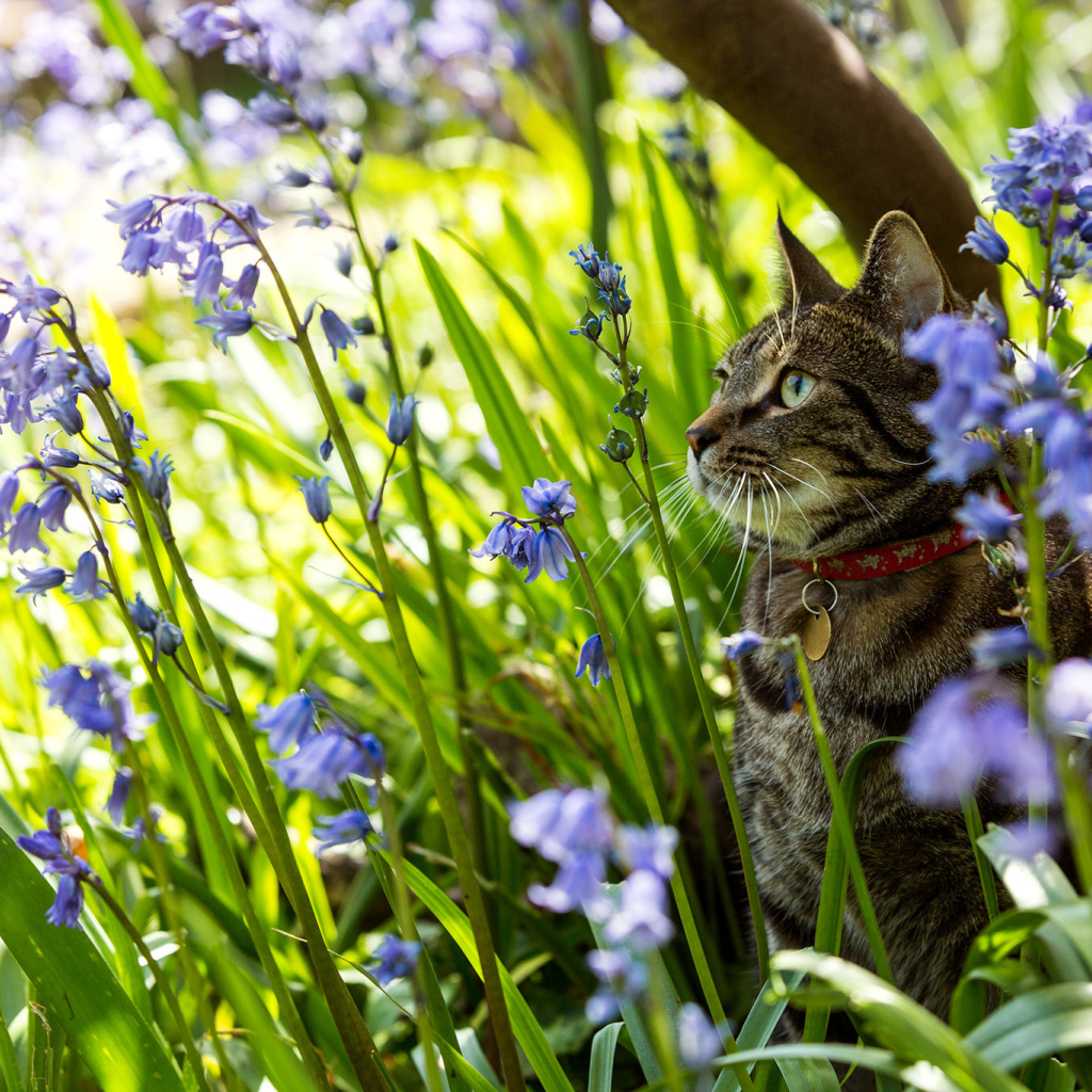 Серый кот в ошейнике сидит в голубых цветах