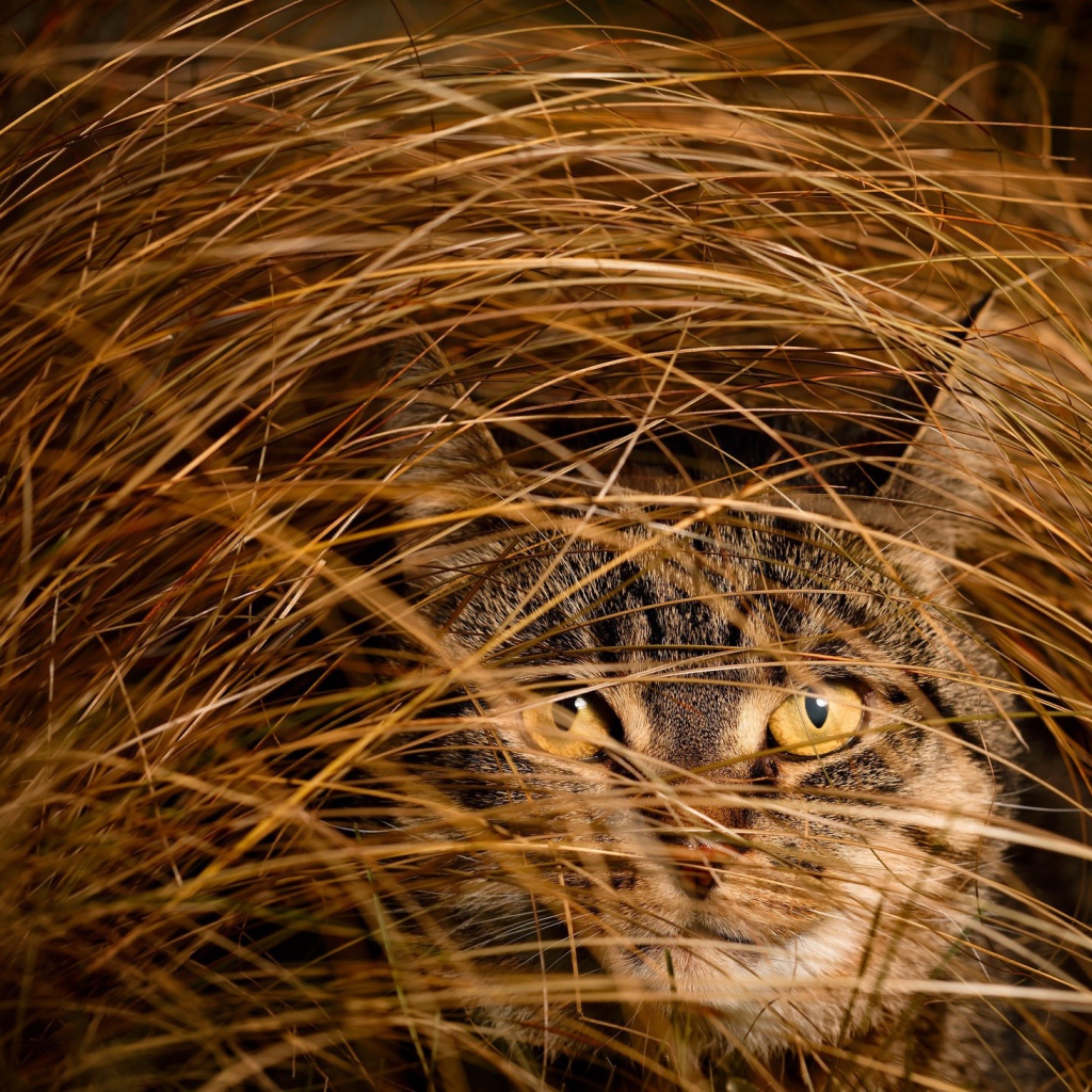 Серый кот в высокой сухой траве 