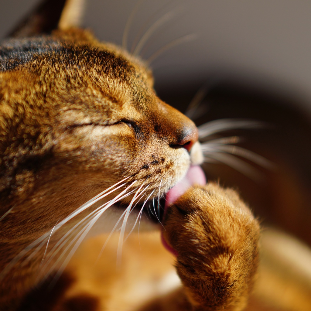 Серый кот облизывает лапу
