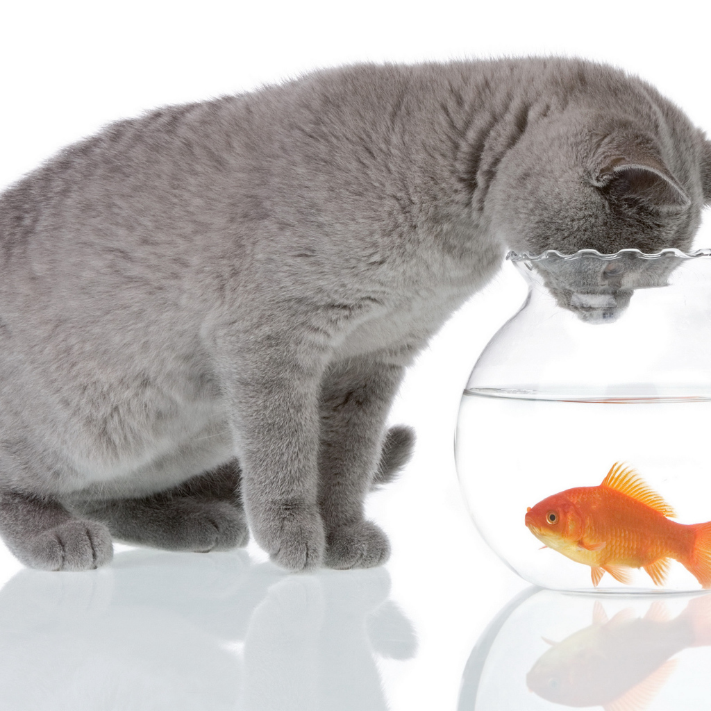 Серый кот заглядывает в аквариум с золотой рыбкой на белом фоне