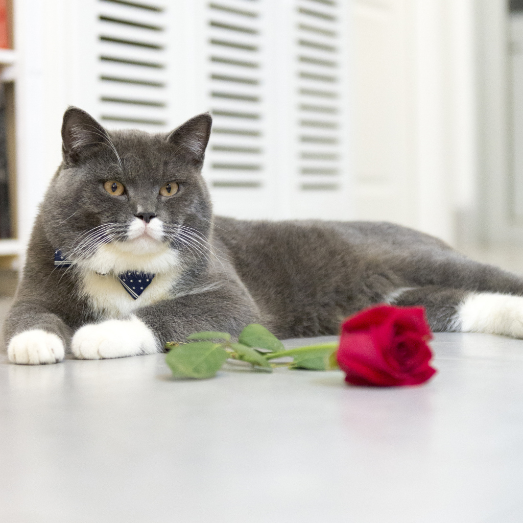 Серый кот лежит на полу с красной розой