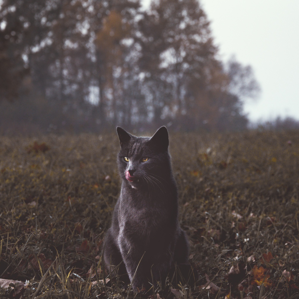 Серый кот видит траве осенью