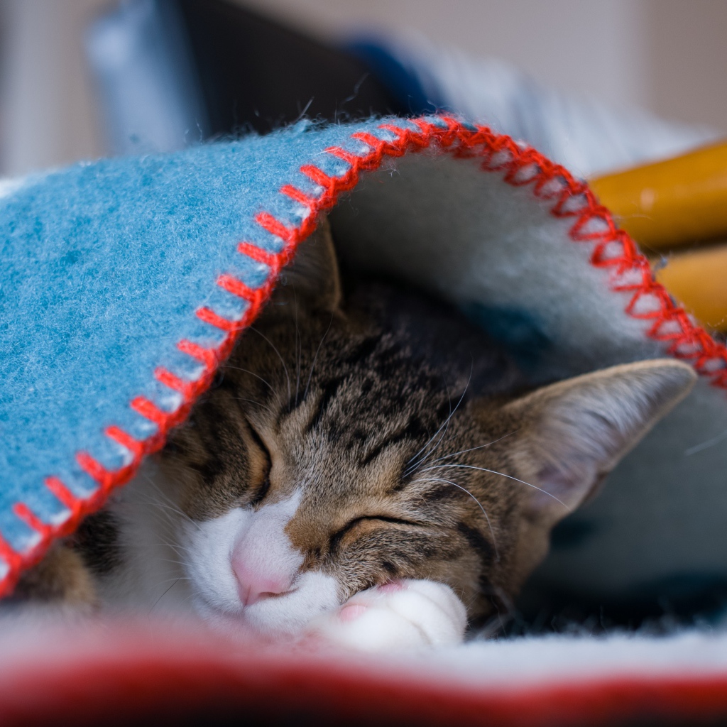 Серый кот спит под теплым одеялом