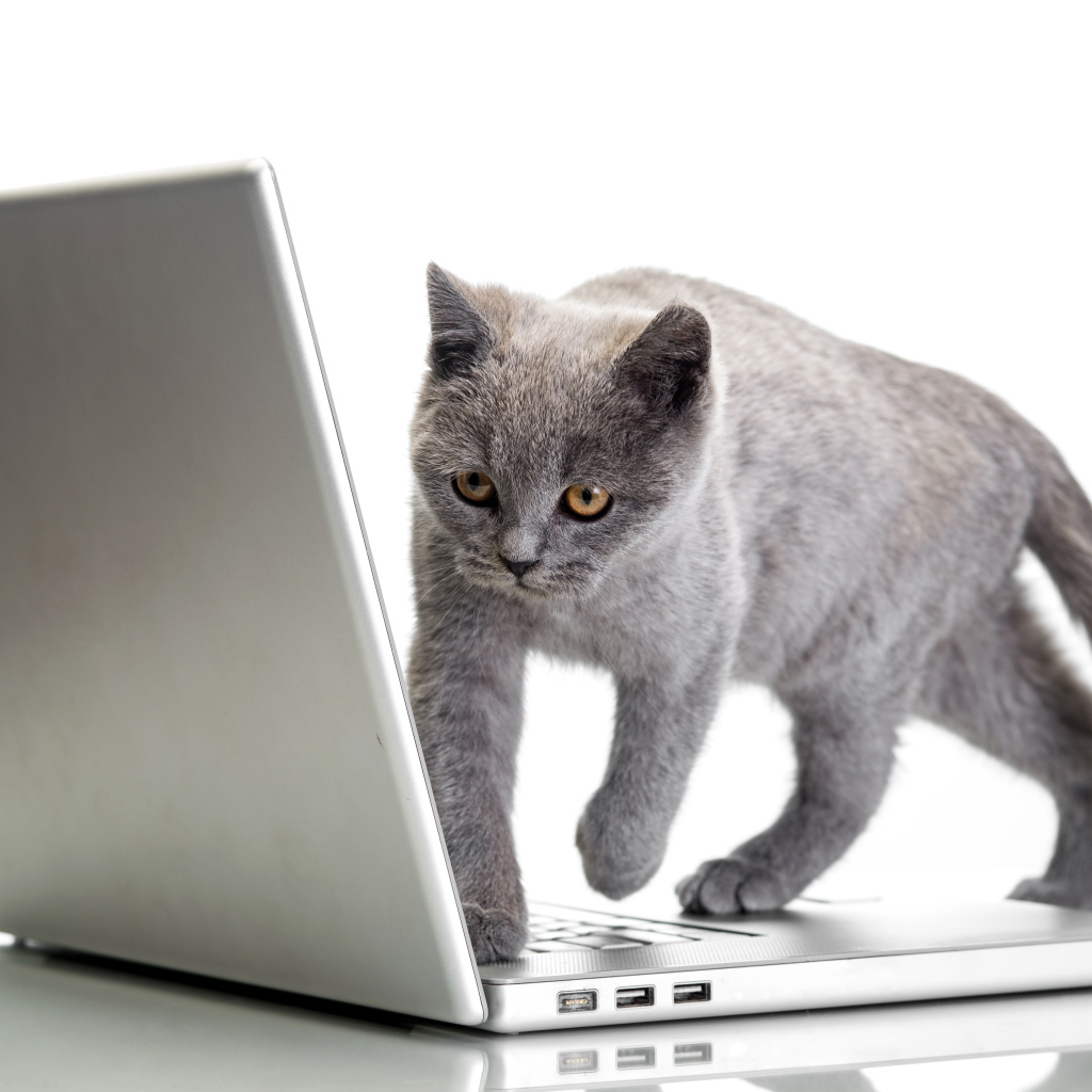 Серый кот стоит на ноутбуке на белом фоне