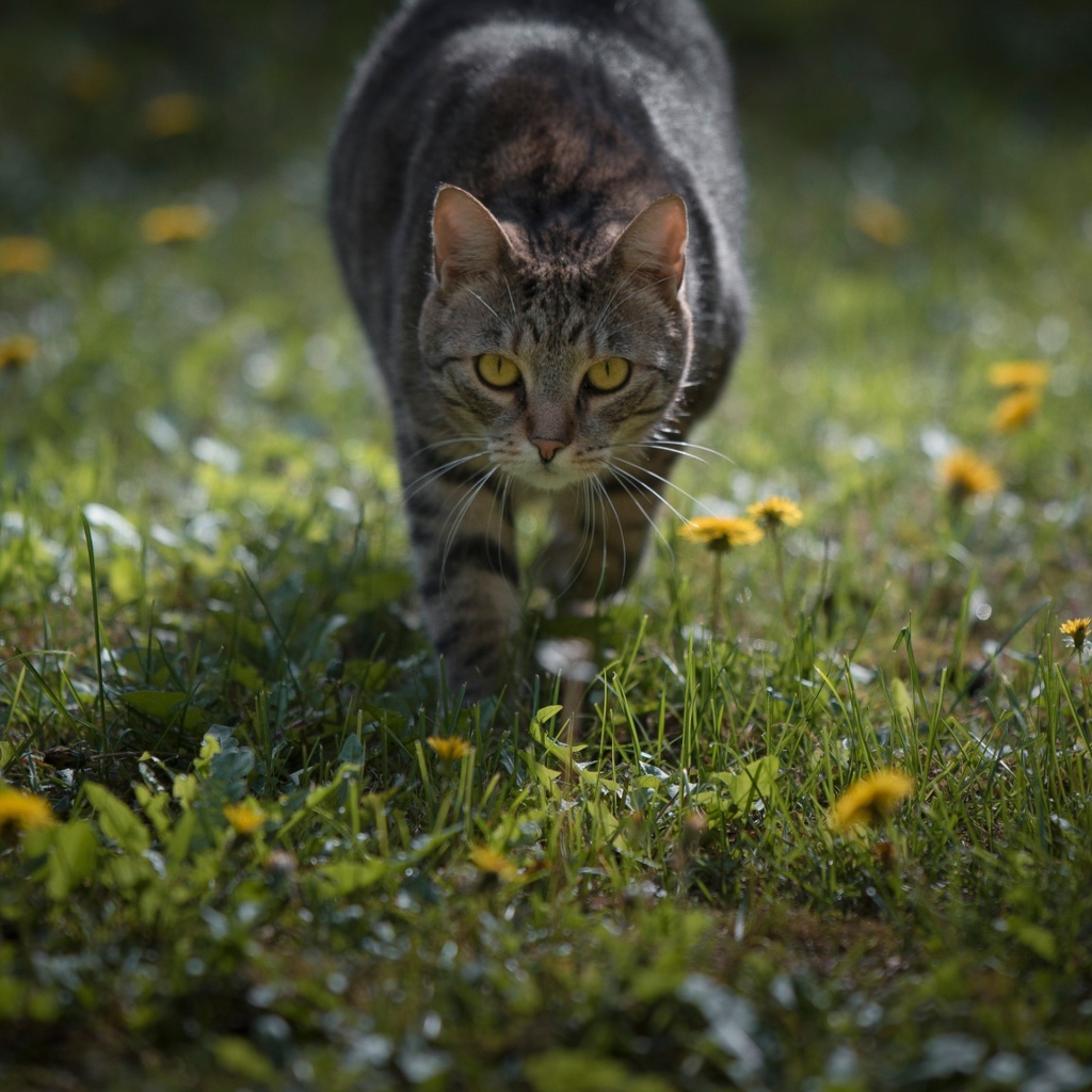 Серый кот с желтыми глазами бежит по зеленой траве