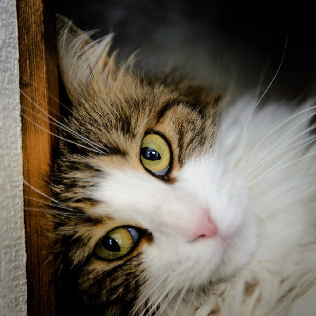 Зеленоглазый красивый кот лежит у стены