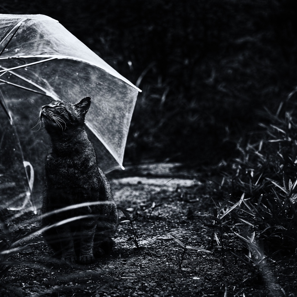 Серый кот под прозрачным зонтом черно - белое фото 