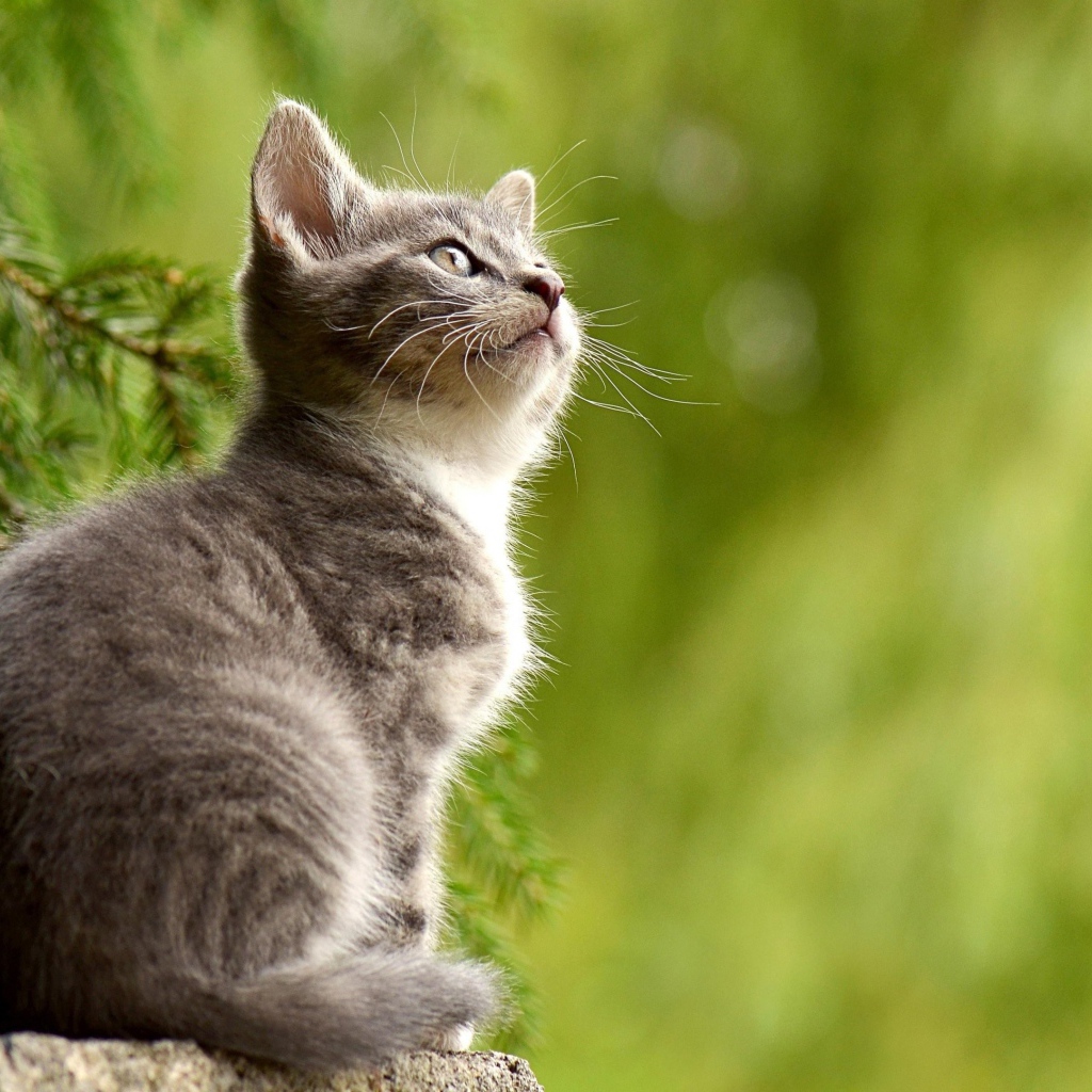 Заинтересованный взгляд маленького серого котенка
