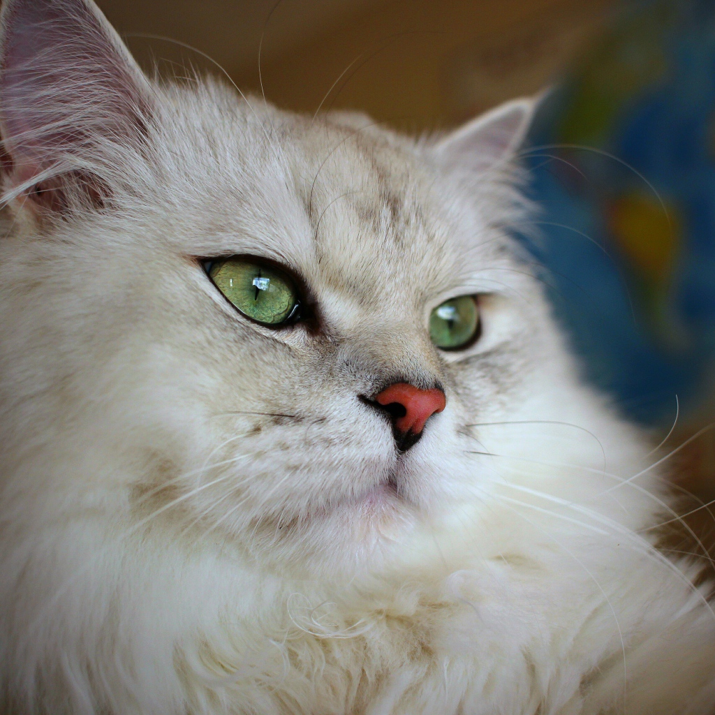 Большая пушистая породистая зеленоглазая кошка