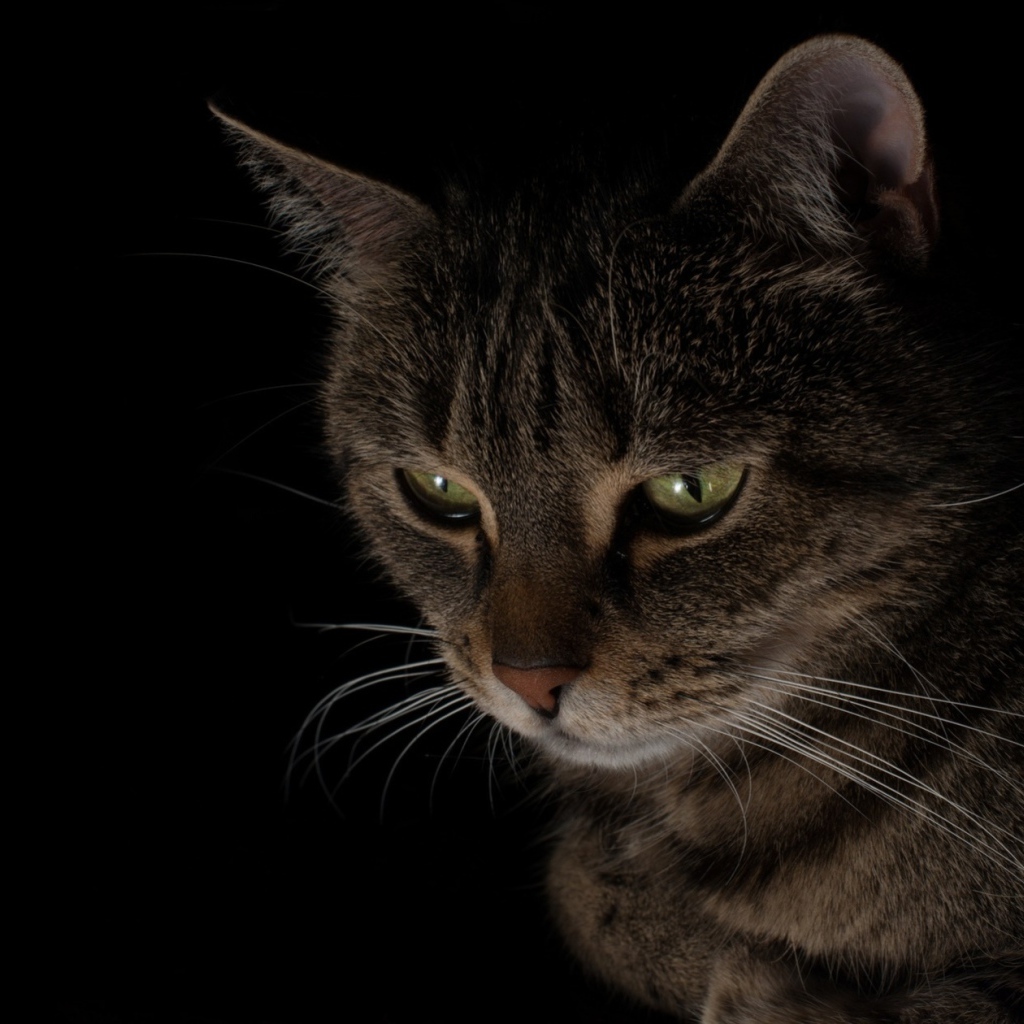 Большой серый кот смотрит вниз 