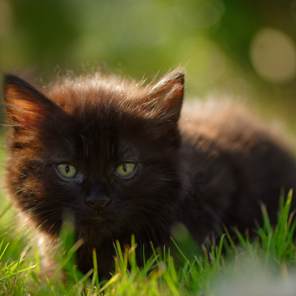 Маленький черный котенок с зелеными глазами в траве 