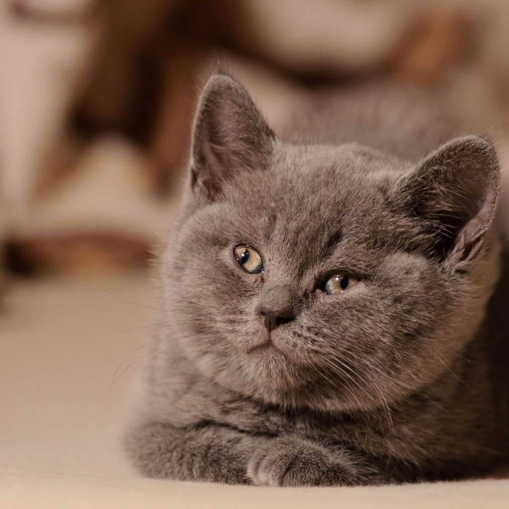 Маленький милый котенок британец