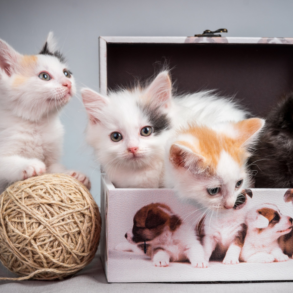 Маленькие милые котята играют в шкатулке