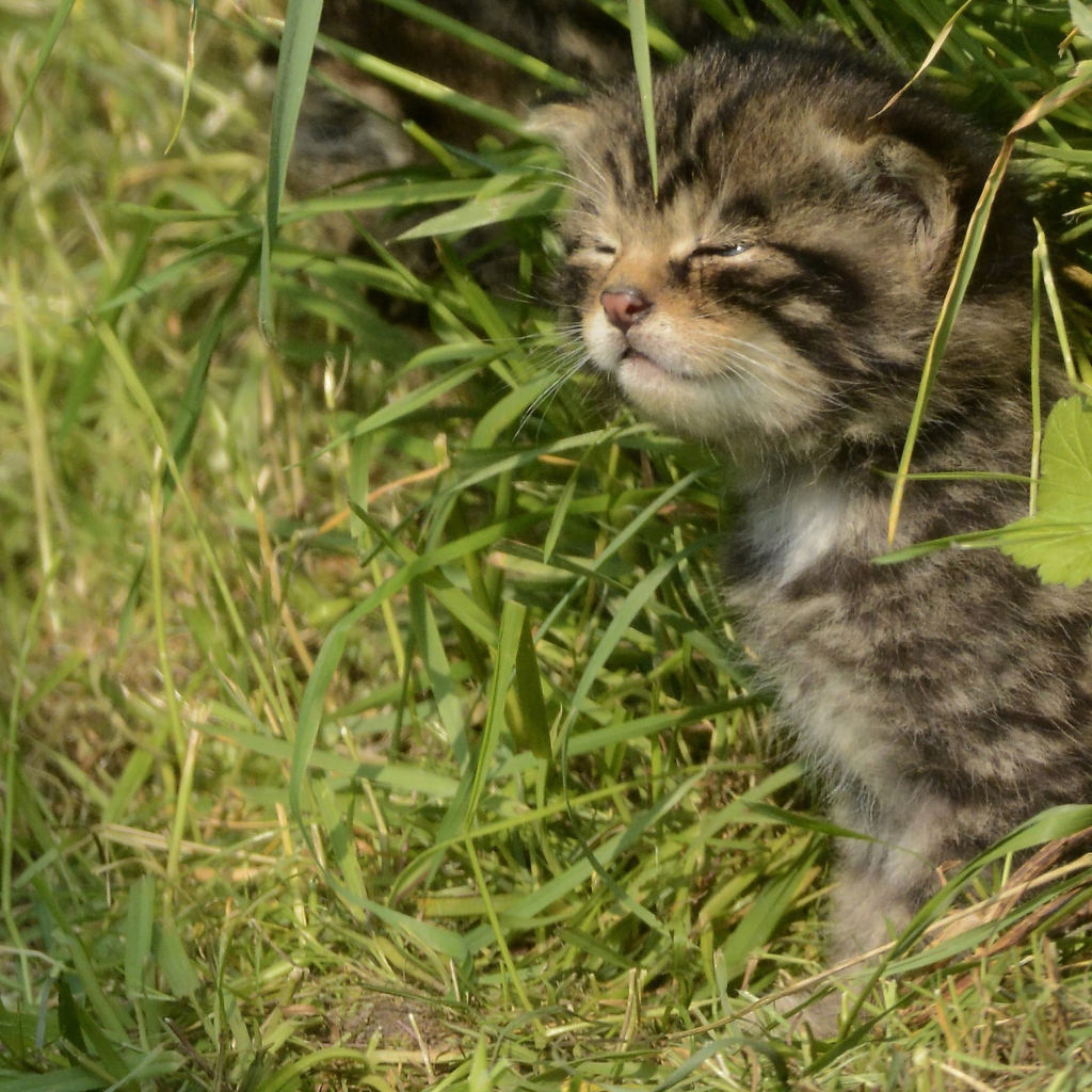 Маленький серый котенок в траве 