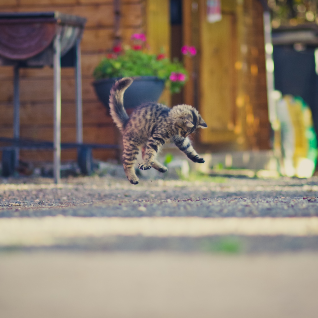 Маленький серый котенок прыгает на асфальте
