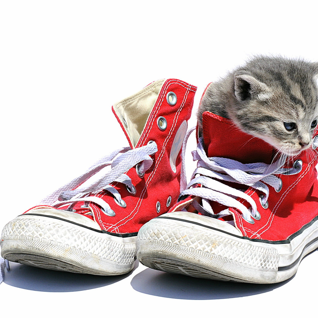 Маленький котенок сидит в кедах на белом фоне