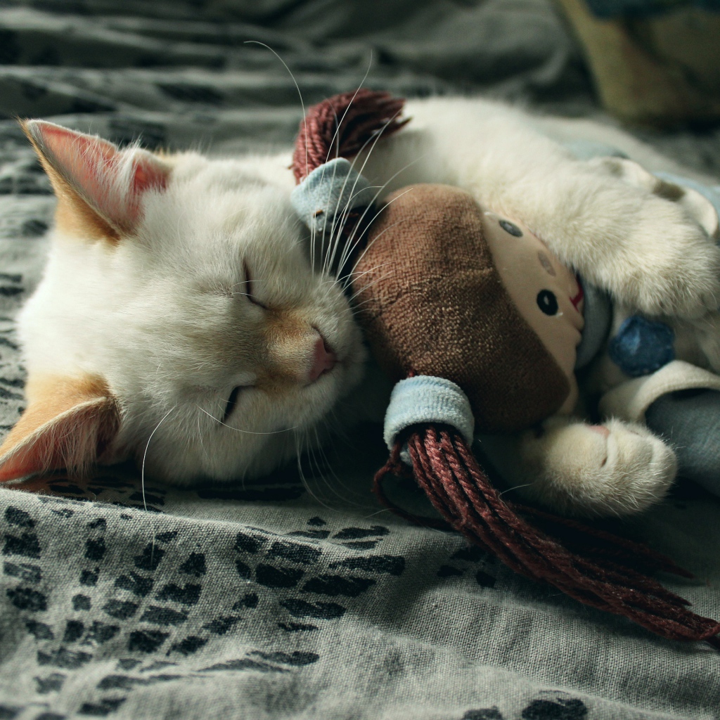 Маленький котенок спит с мягкой игрушкой