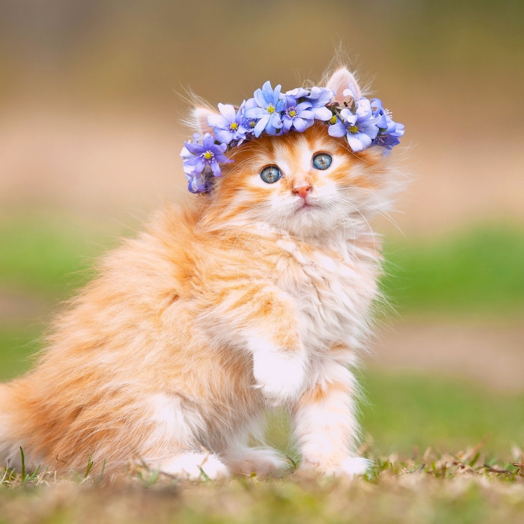 Маленький рыжий котенок с цветами на голове