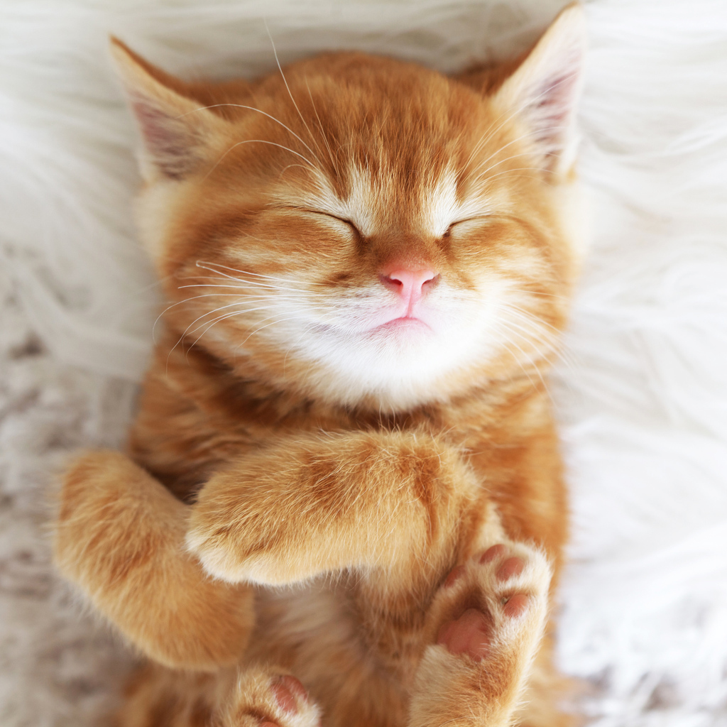 Милый спящий рыжий котенок