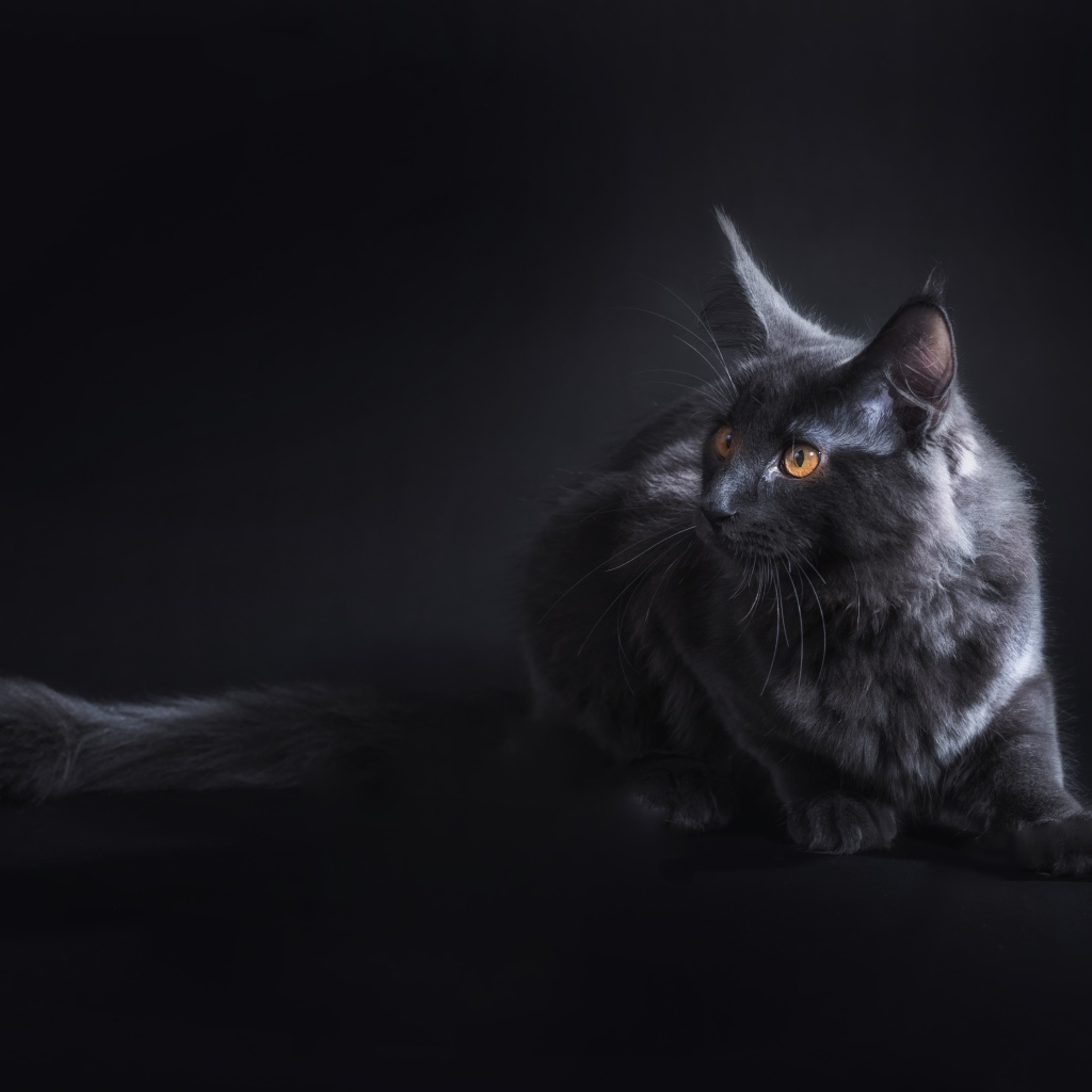 Кот породы мейн кун на сером фоне