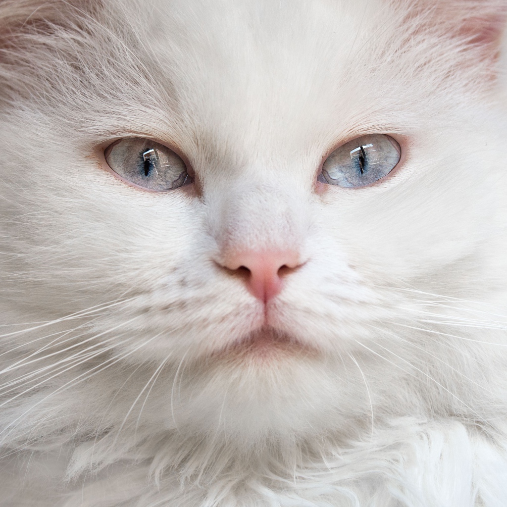 Морда красивого белого кота с голубыми глазами