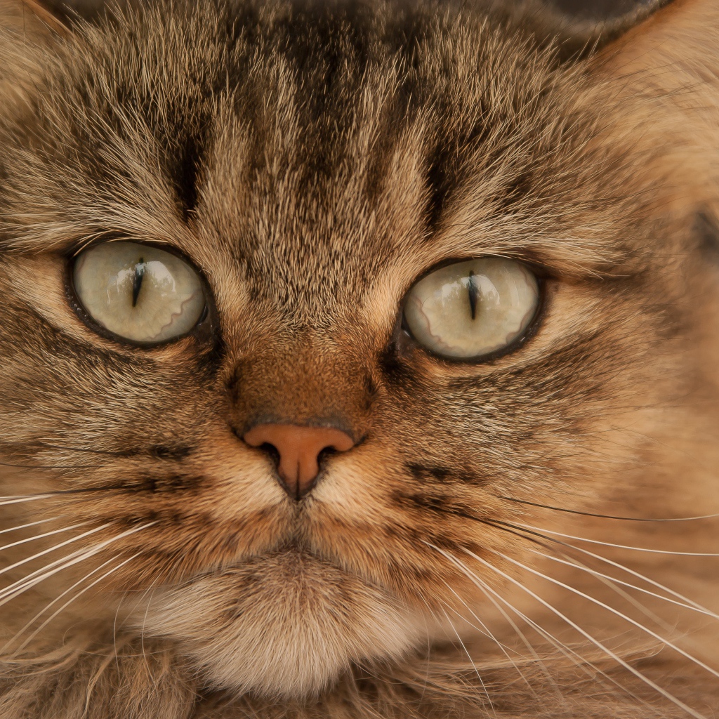 Морда большой пушистой серой кошки