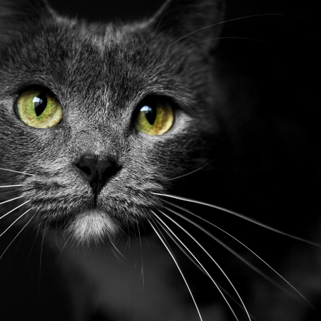 Морда кота с зелеными глазами 