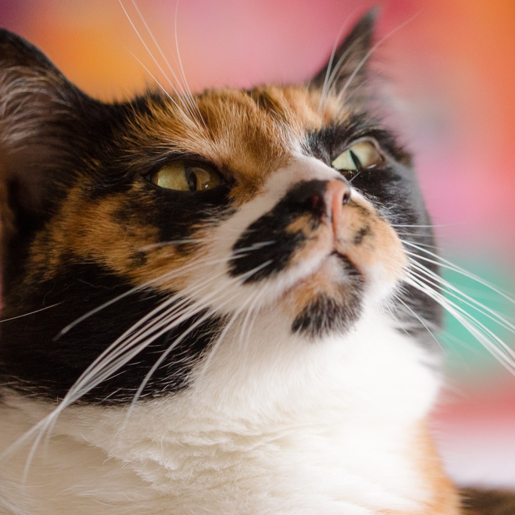 Морда кошки черепахового окраса