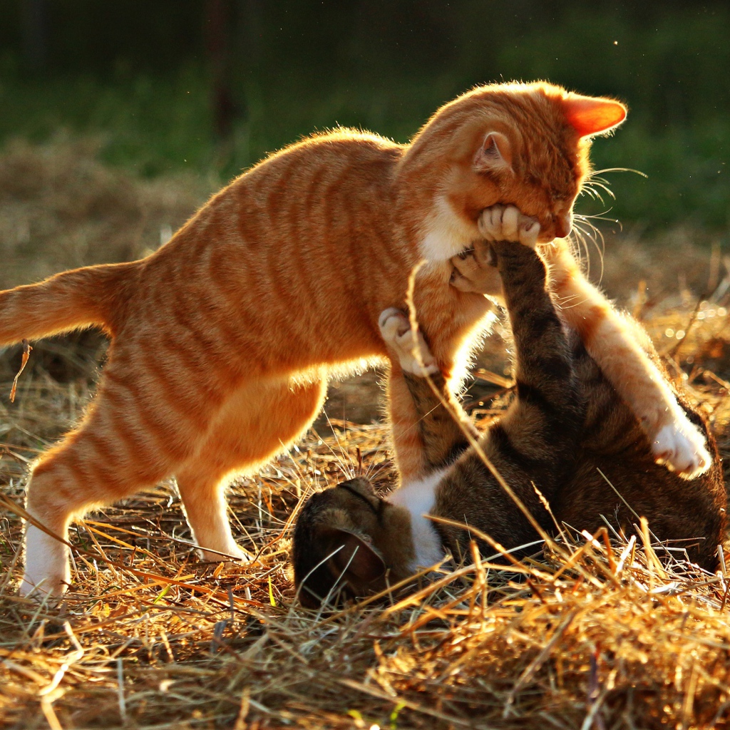 Рыжий и серый коты играют на сене
