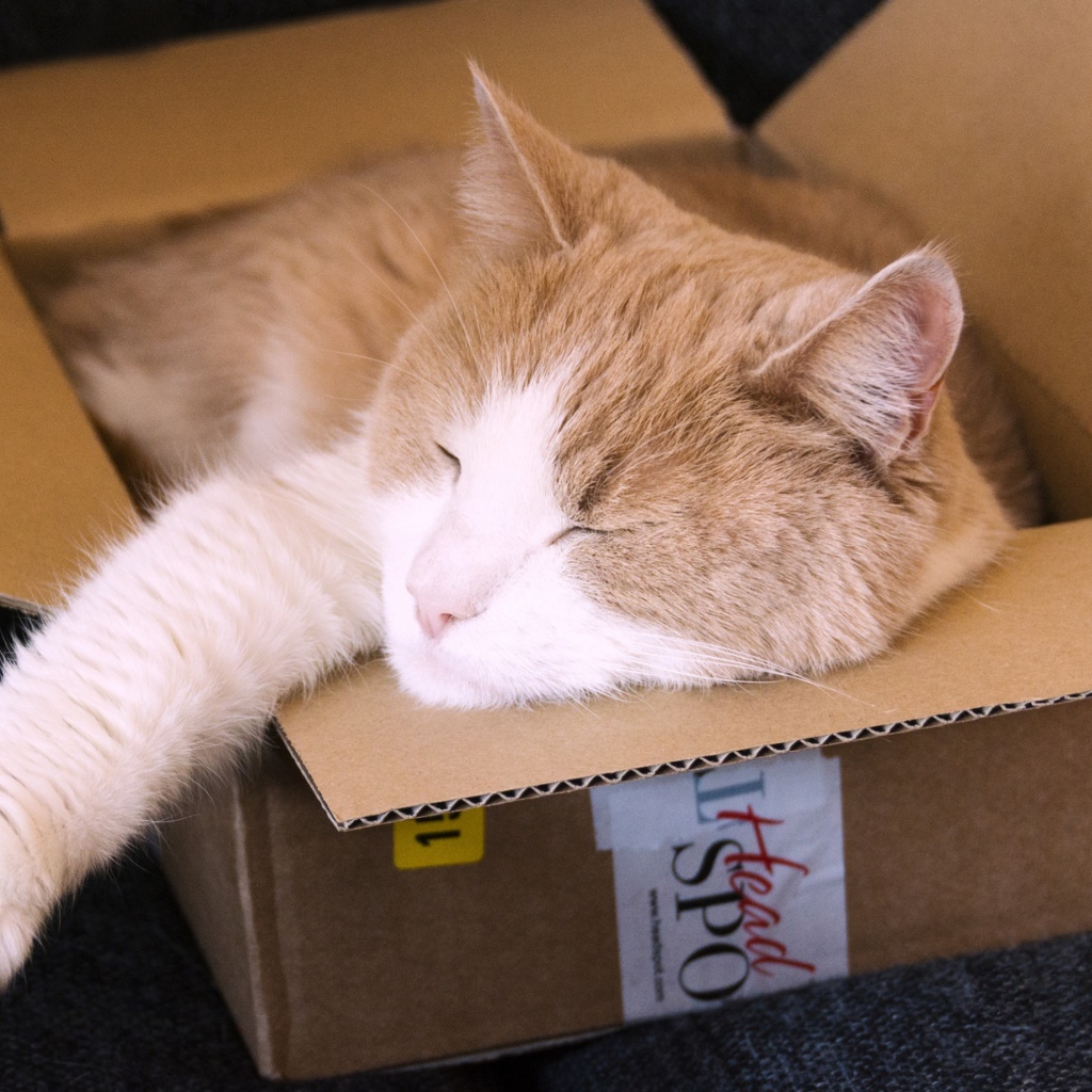 Рыжий кот спит в картонной коробке 