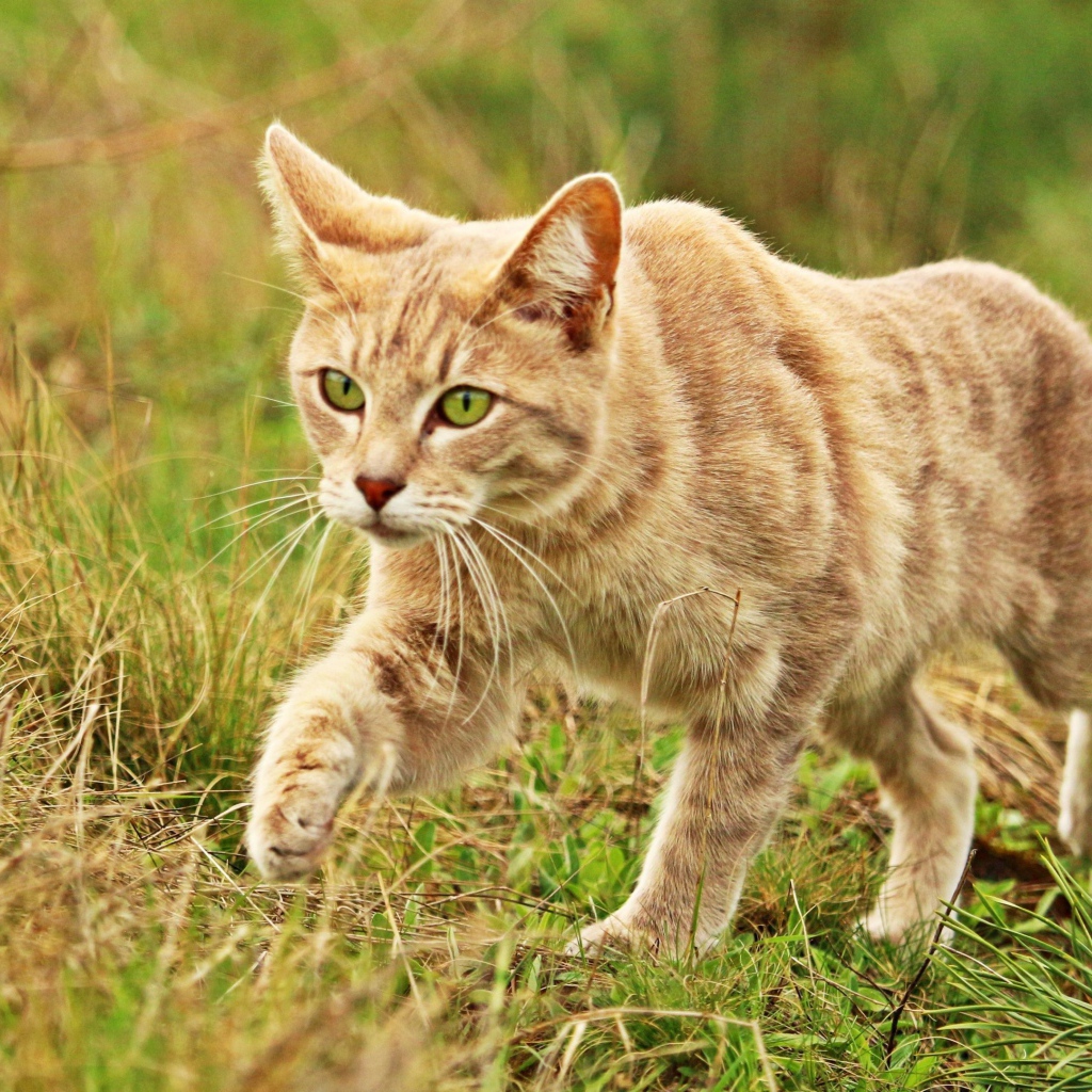 Рыжий кот с зелеными глазами идет по траве 