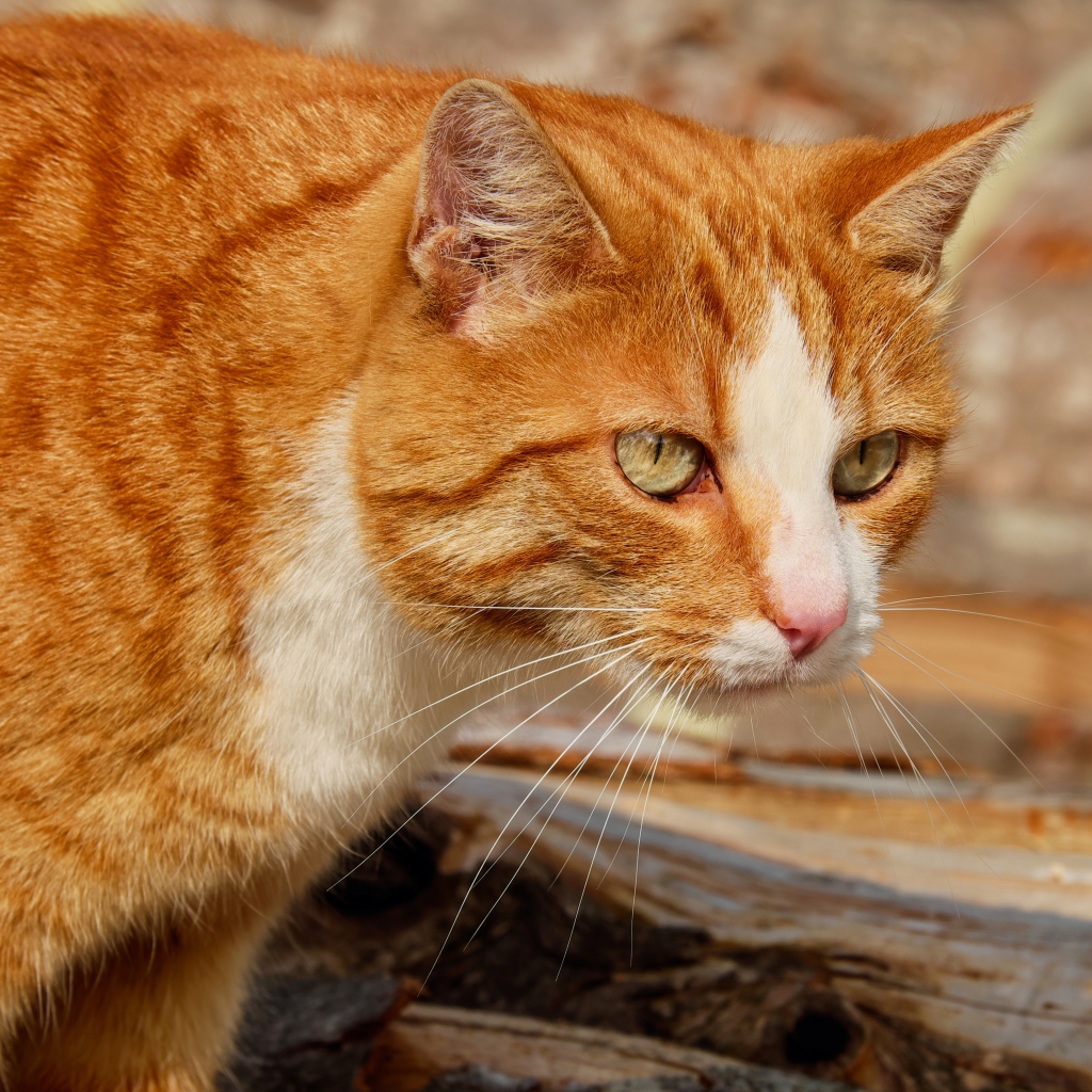 Красная макрель табби кошка