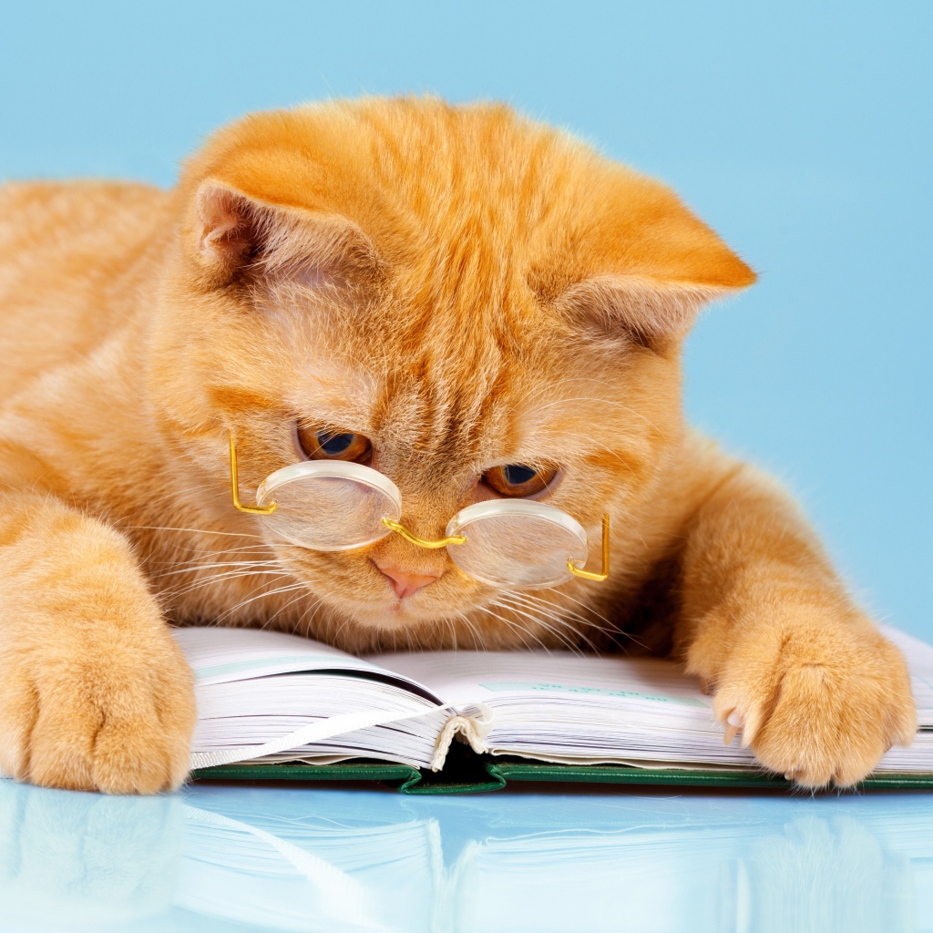 Рыжий забавный кот в очках с книгой 