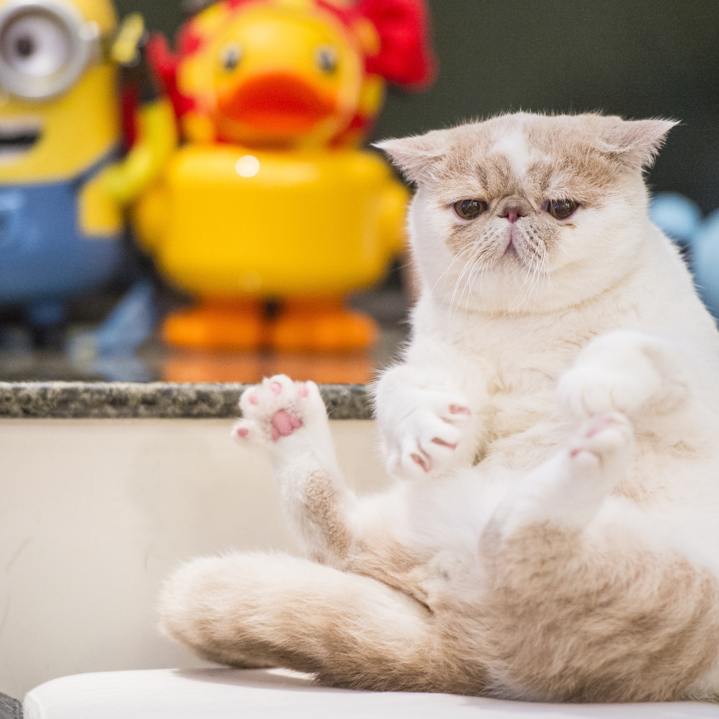 Грустный кот породы экзотическая короткошёрстная кошка