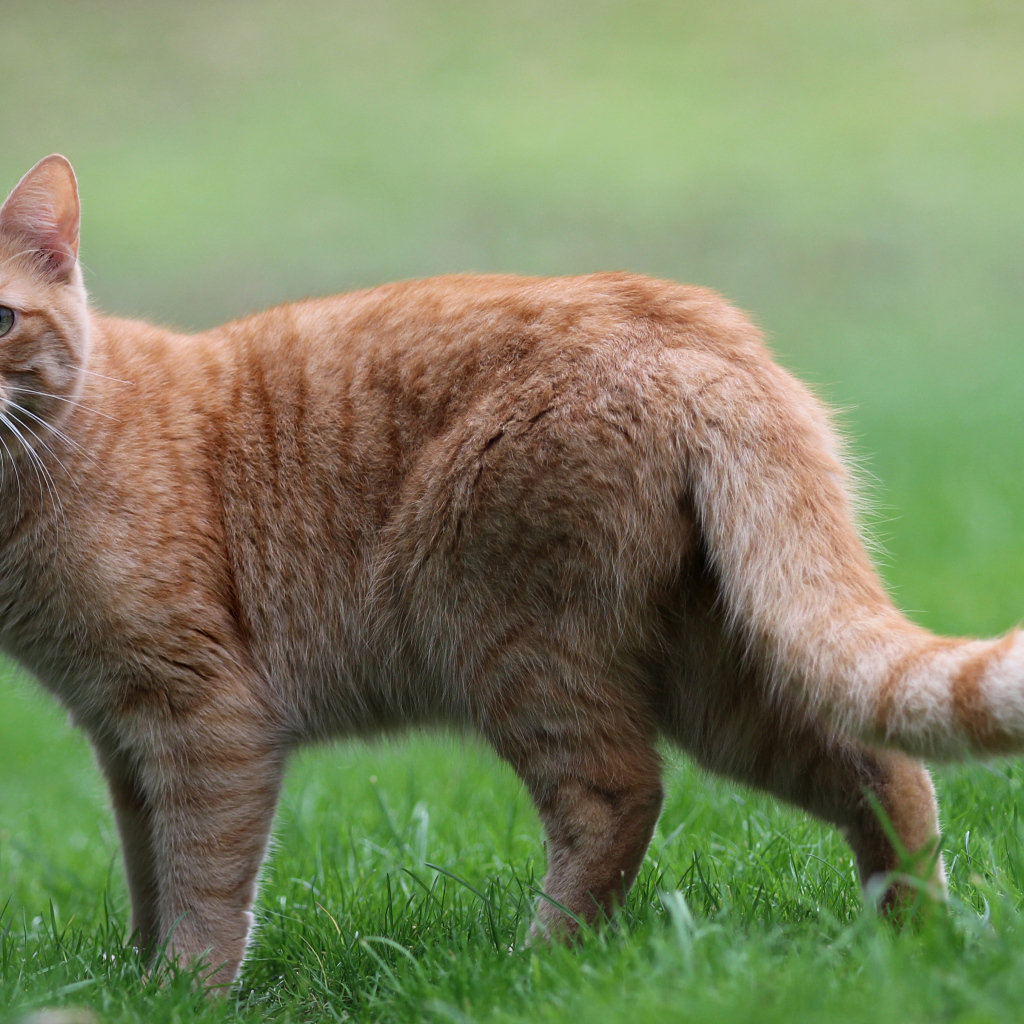 Грустный рыжий кот стоит на зеленой траве