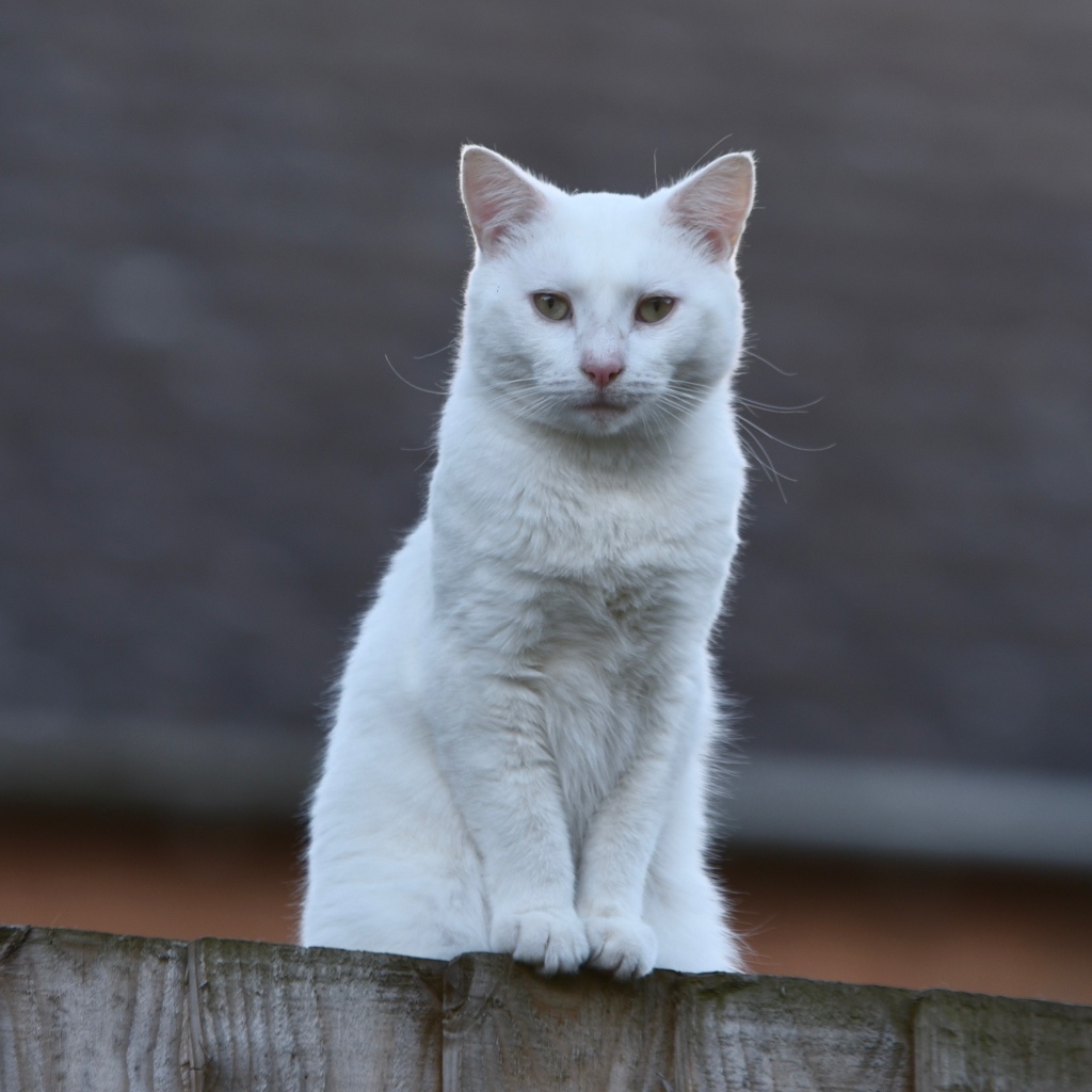 Грустный белый кот сидит на заборе