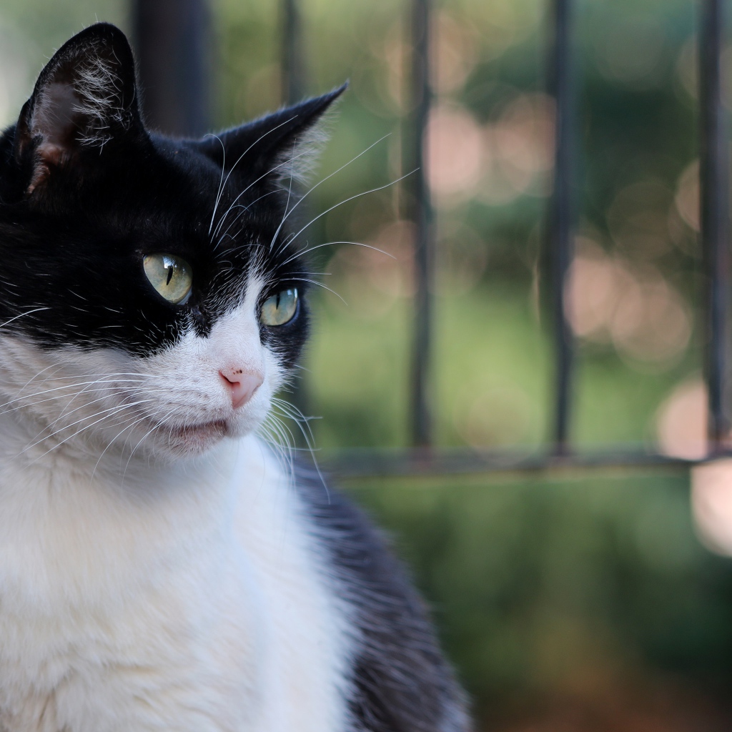 Серьезный взгляд красивого зеленоглазого черно-белого кота