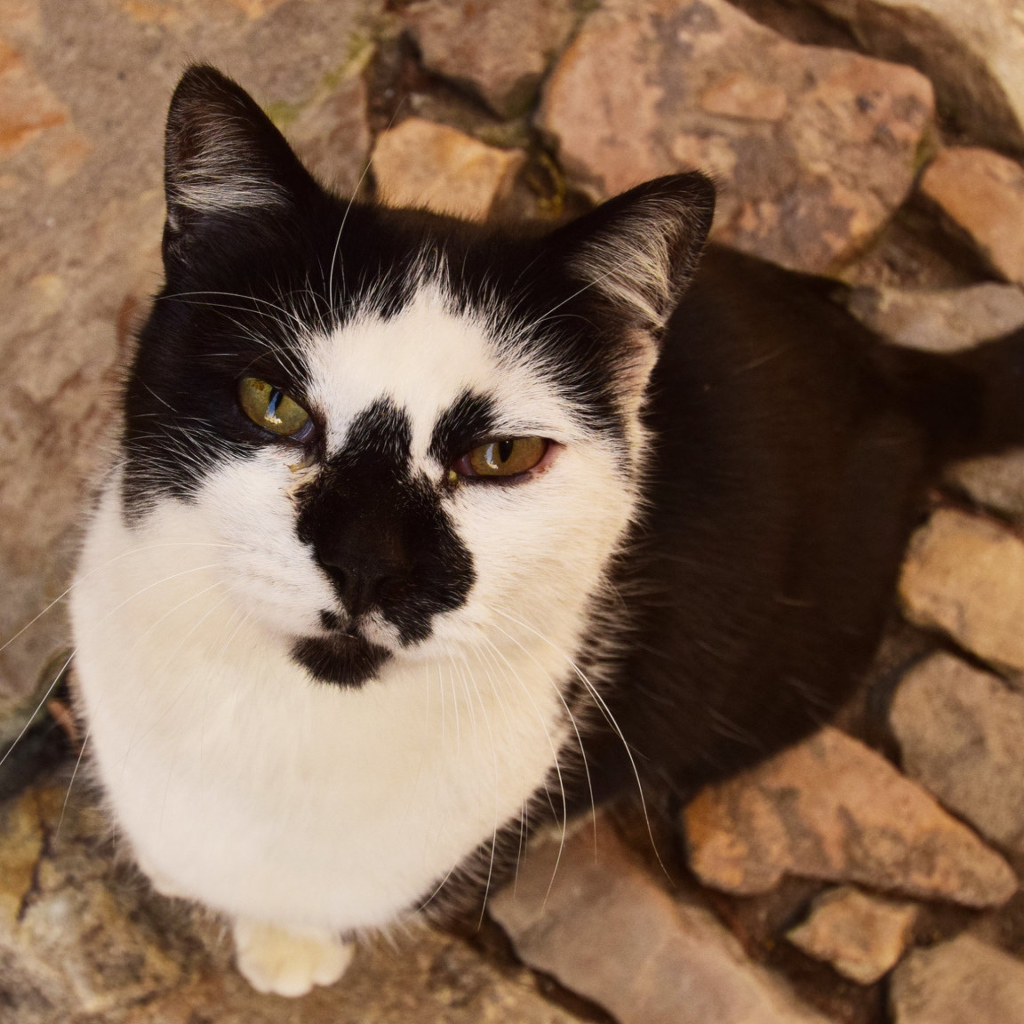 Серьезный взгляд черно белого кота