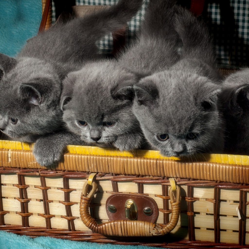 Чемодан с милыми маленькими британскими котятами