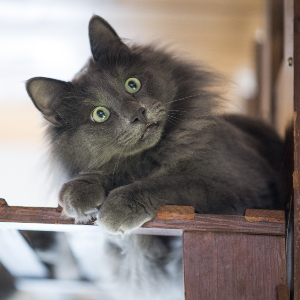 Удивленный взгляд зеленоглазого серого кота