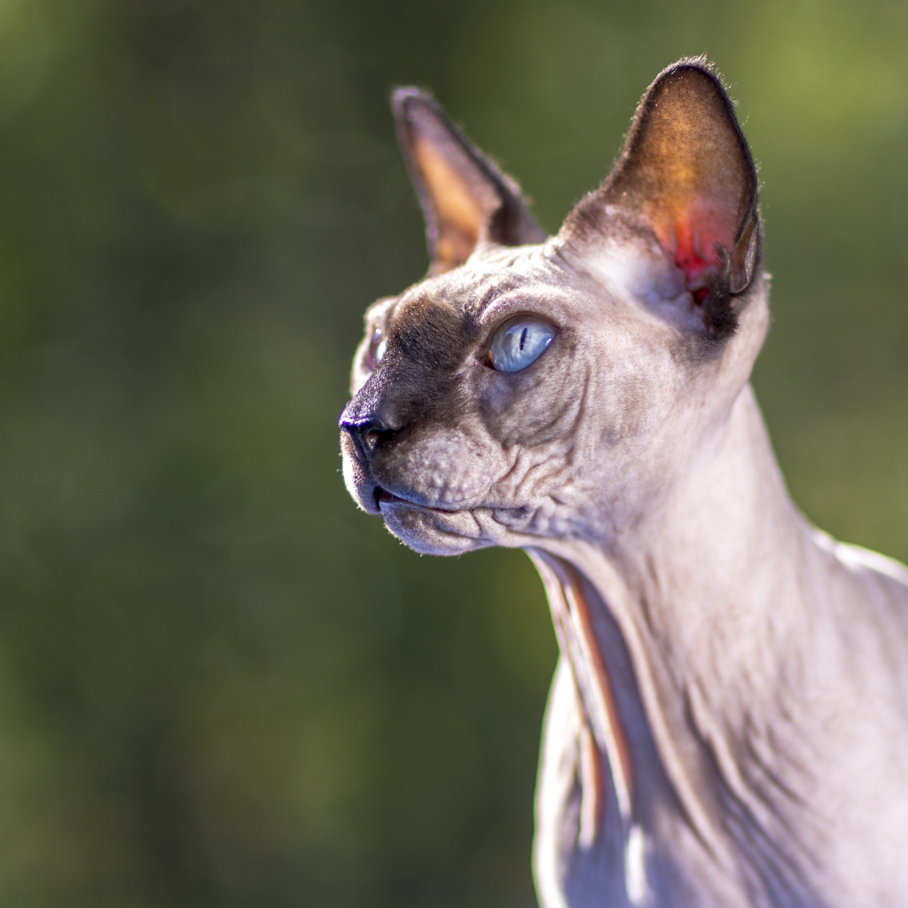 Грозный взгляд голубоглазого кота породы Сфинкс