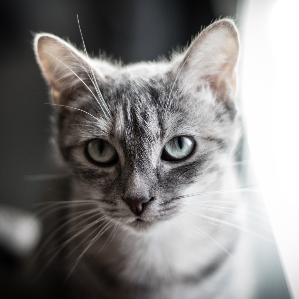 Взгляд серой кошки с большими серыми глазами